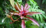 Neoregelia 33.jpg