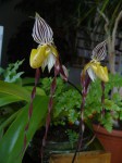 Paph. philippinense.JPG