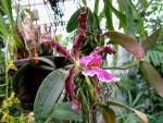 Cattleya schilleriana var. imperialis-01.jpg