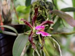 Cattleya schilleriana var. imperialis -02.jpg