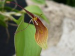 Restrepia antennifera 1.jpg