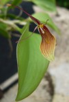 Restrepia antennifera 2.jpg