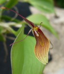 Restrepia antennifera 3.jpg