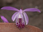 Pln.-pleionoides-07.jpg