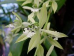 Coelogyne virescens.jpg