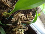 bulbophyllum ambrosia.jpg