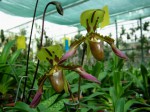 Paphiopedilum tigrinum..jpg