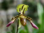 Paphiopedilum tigrinum.jpg