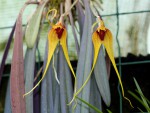 Masdevallia caesia.jpg