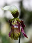 Paphiopedilum sangii.jpg