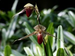 Paphiopedilum rothschildianum..jpg