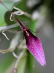 Restrepia dodsonii...jpg