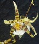 Oncidium phymatochilum 2.jpg