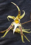 Oncidium phymatochilum 4.jpg