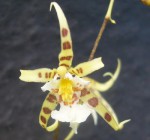 Oncidium phymatochilum 5.jpg