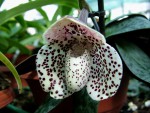 Paphiopedilum bellatulum.jpg