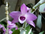 Dendrobium parishii.jpg