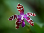 Phalaenopsis lueddemanniana..jpg