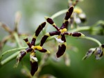 Phalaenopsis mannii..jpg