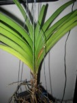 vanda.jpg