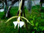 Epidendrum falcatum.jpg