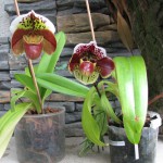 paph.jpg