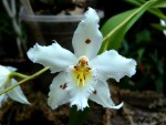 Odontoglossum crispum.jpg