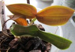 IMG_0612mal.jpg
