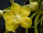 Vanda denisoniana2.jpg