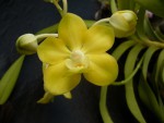 Vanda denisoniana3.jpg