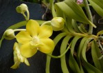 Vanda denisoniana4.jpg