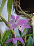 Dendrobium hercoglossum...jpg