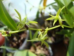 Angraecum calceolus..jpg