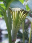 Arisaema-amurense.jpg