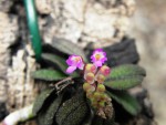 Schoenorchis pachyacris (3) – kopie.JPG