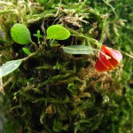 Lepanthes t..jpg