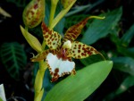 Odontoglossum. cordatum.jpg