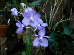 Vanda coerulea.jpg