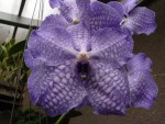 Vanda Golamco s Blue Magic.jpg