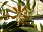 Encyclia michuacana.jpg