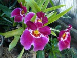 Miltonia.jpg