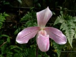 Paphiopedilum olivia.jpg