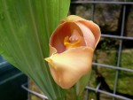 Anguloa uniflora.jpg