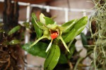 Dendrobium tobaense 2.jpg