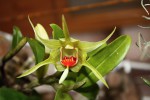 Dendrobium tobaense.jpg