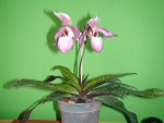 DSC00097.JPG