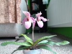DSC00098.JPG