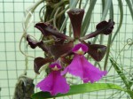 Encyclia cordigera1.JPG