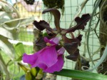 Encyclia cordigera2.JPG