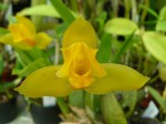 Lycaste aromatica3.JPG